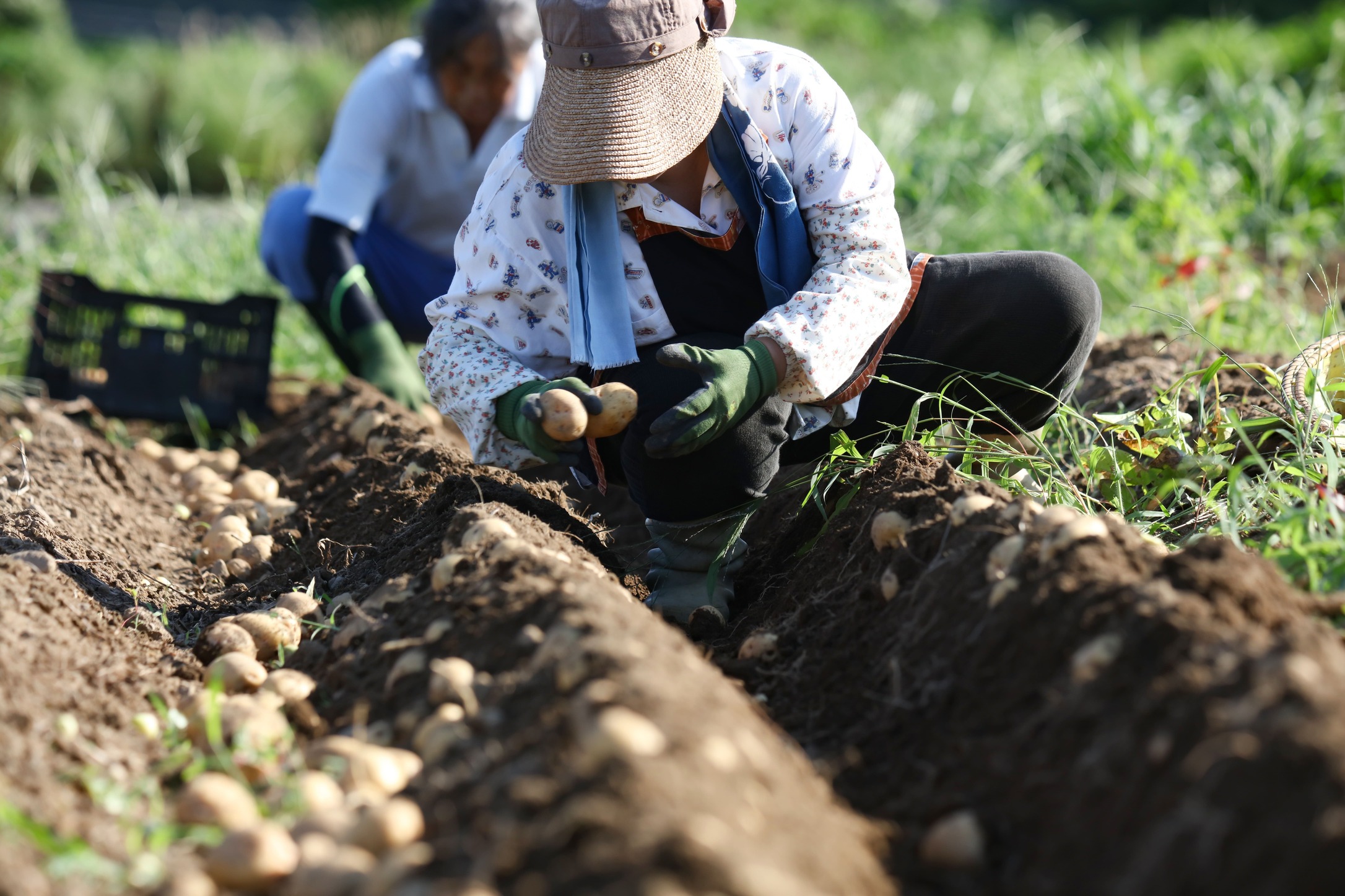 農産物の生産・調達・販売